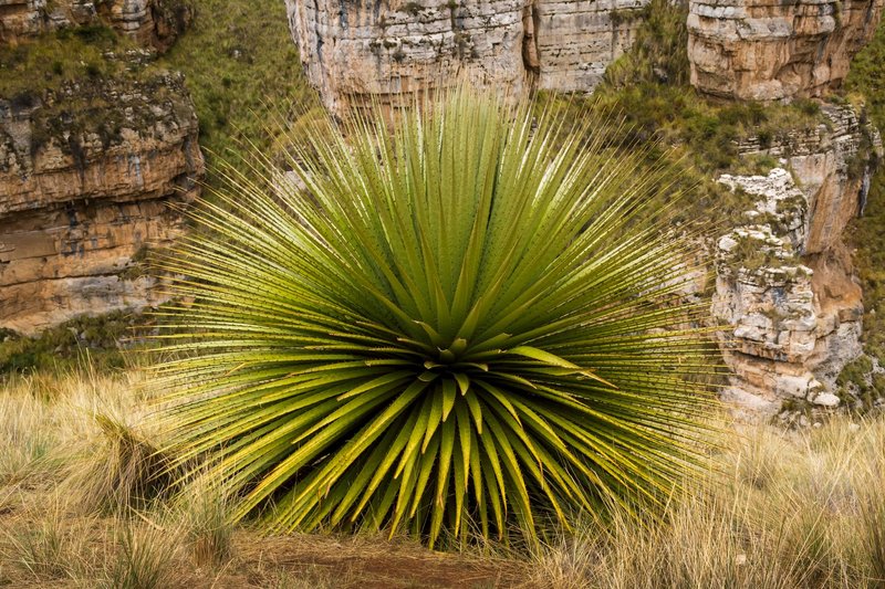 A vibrant Puya Raimondii plant amidst rocky formations in Jauja, Peru.