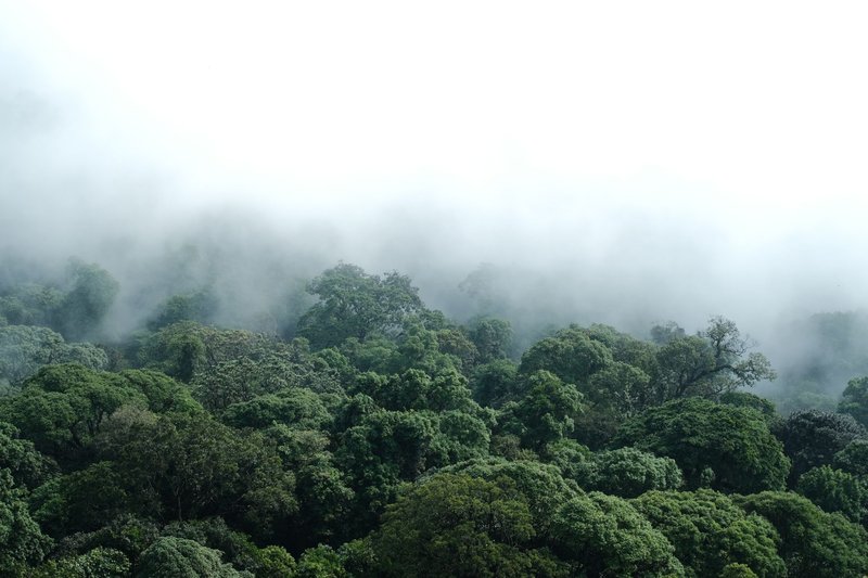 A stunning aerial shot of a misty forest canopy, showcasing lush green trees enveloped in fog.
