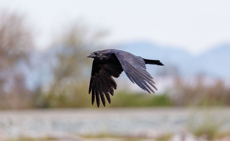 A remarkable raven in flight exhibiting grace and elegance against a blurred natural backdrop.