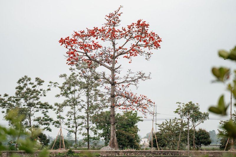 A vibrant red tree blooms in a serene rural setting, capturing the essence of spring.
