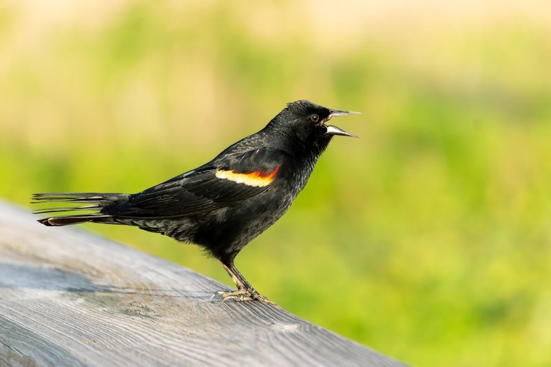 Close-up of a red-winged blackbird singing outdoors on a wooden fence.