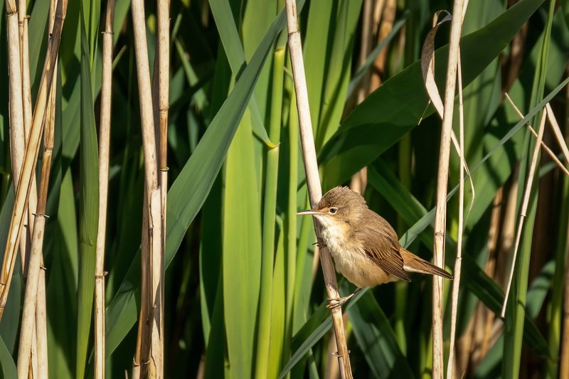 A Common Reed Warbler perches among reeds in a lush wetland habitat, captured in spring.