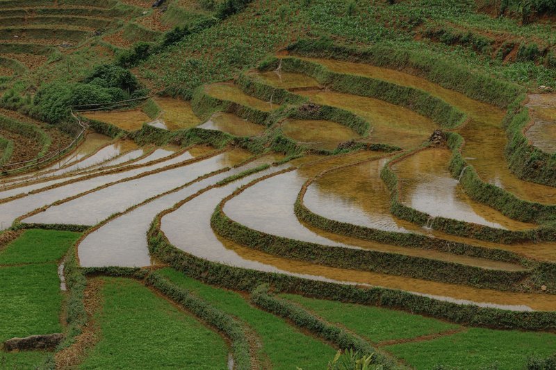 Aerial view of vibrant terraced rice fields showcasing lush tropical agriculture.