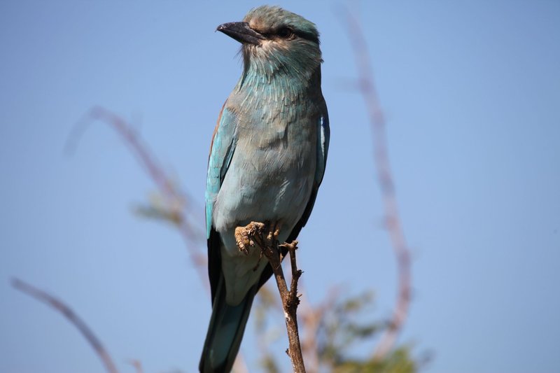 Close-up shot of a European roller bird perched on a tree branch against a clear blue sky.