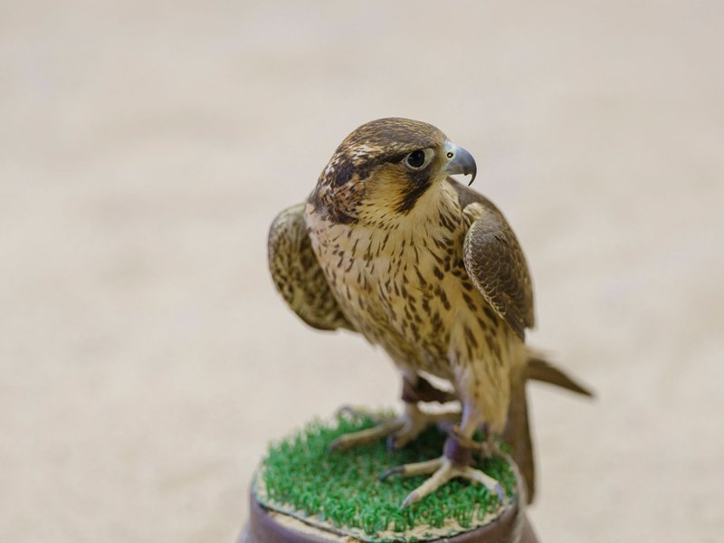 Close-up of a hooded falcon perched on a stand in a desert environment, showcasing traditional falconry.