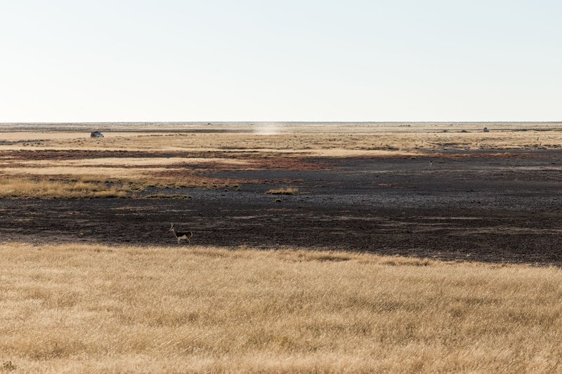 A lone antelope stands in an expansive arid grassland, offering a serene view of the natural landscape.