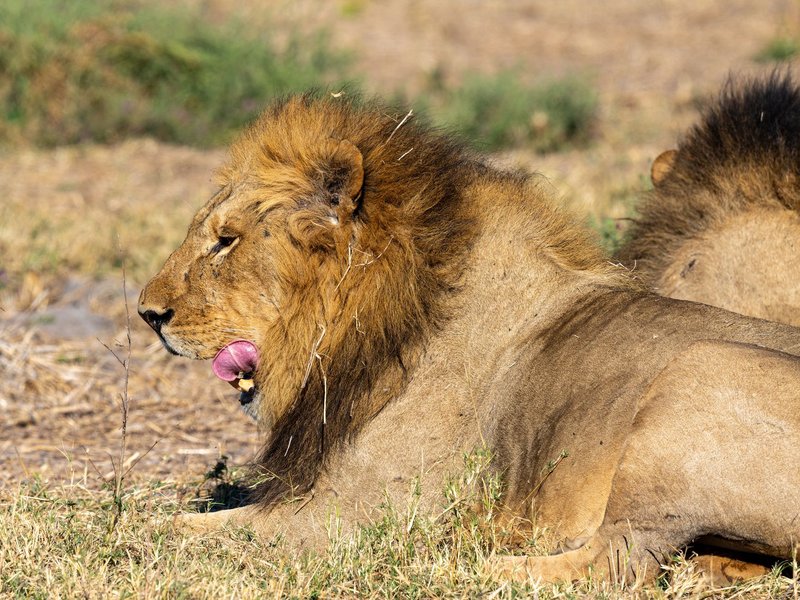 Close-up of a majestic male lion resting on grass, showcasing its regal mane.