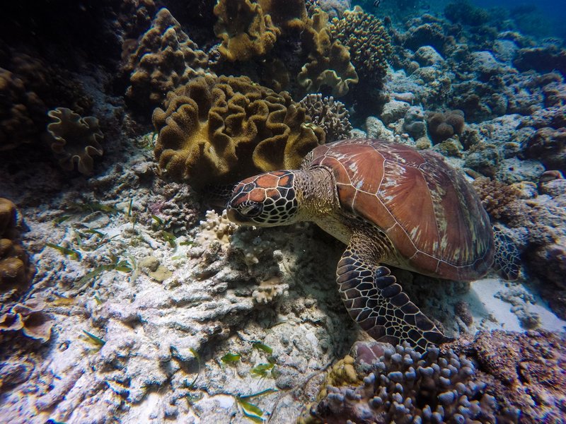 Captivating underwater shot of a sea turtle gracefully swimming through colorful coral reefs.