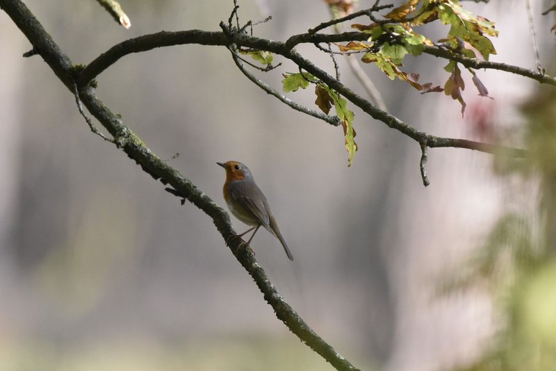 A European robin sits gracefully on a tree branch in a serene forest setting.
