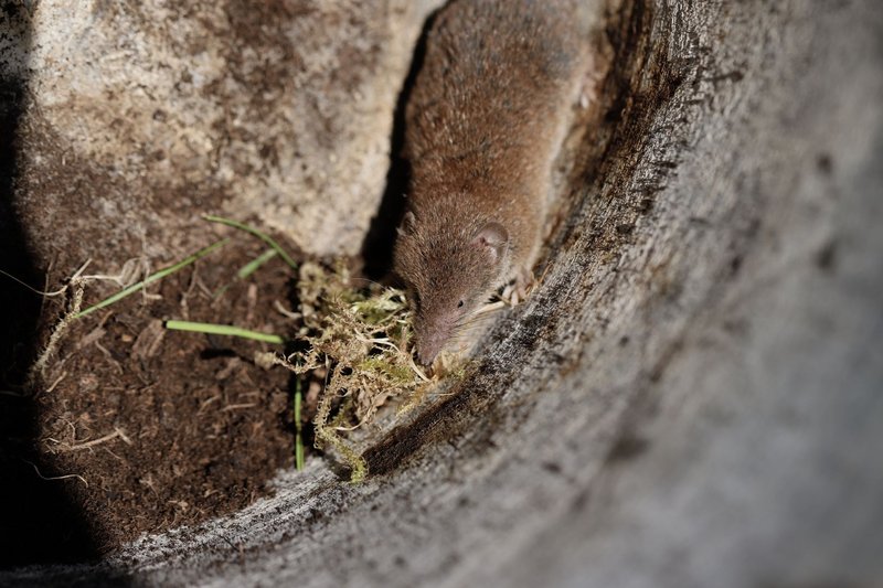 Detailed macro shot of a shrew in its burrow surrounded by moss, showcasing natural wildlife.