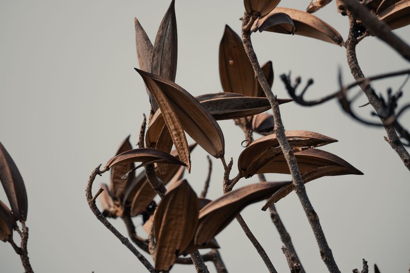 Detailed macro shot of withered seed pods against a neutral sky, embodying autumn decay and natural textures.