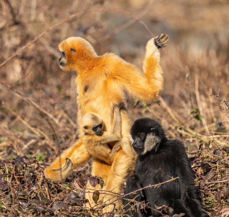Family of golden snub-nosed gibbons in the wild showcasing bonding and natural behavior.