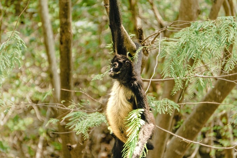 A close-up of a spider monkey hanging from a branch in a lush forest setting.