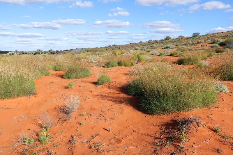 Explore a stunning red desert landscape spotted with green grasses under a bright blue sky.
