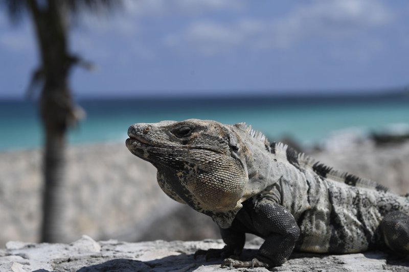 Close-up of a Black Spiny-tailed Iguana basking on a stone with the Cancún coastline in the background.