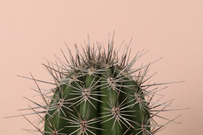 A vibrant close-up of a spiky green cactus against a soft beige background.