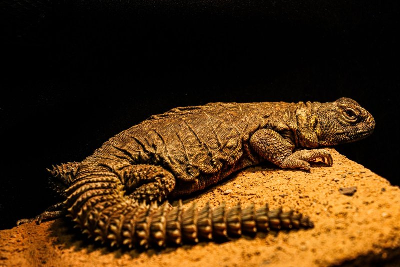 Detailed view of a spiny-tailed lizard basking on sandstone, highlighting its textured skin and earthy tones.
