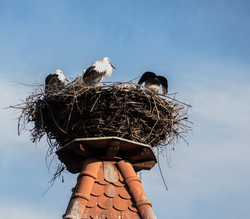 Three storks perched in a large nest built on a chimney against a clear blue sky.