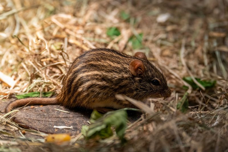 Detailed view of an African Striped Mouse (Rhabdomys) surrounded by dry grass and leaves.