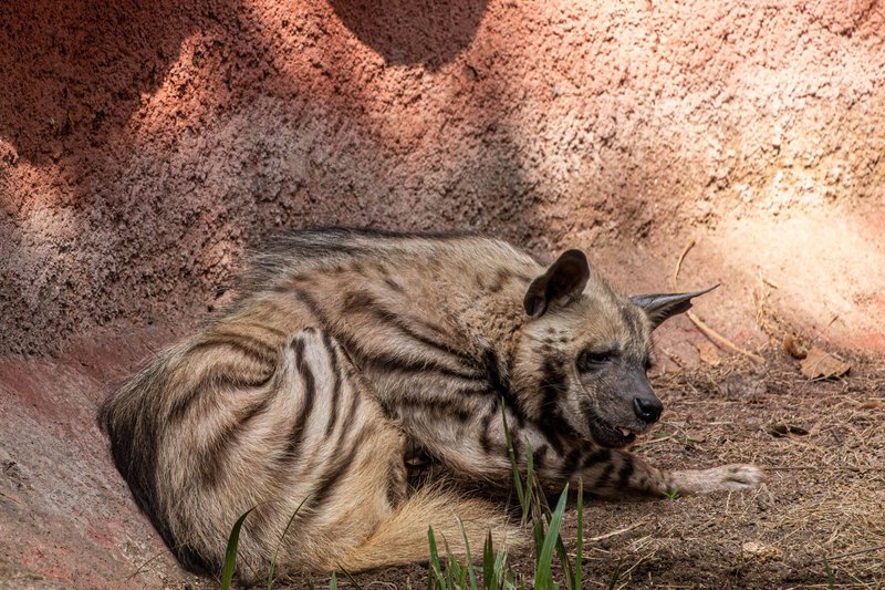 A striped hyena rests in a sunlit enclosure, showcasing natural fur patterns and relaxed posture.