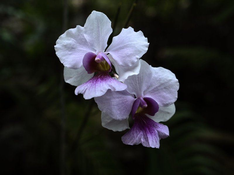 Stunning close-up of purple and white orchids against a dark background.