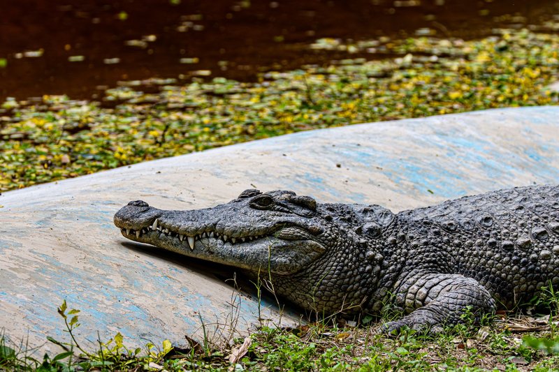 Close-up of a crocodile basking by a pond with lush greenery in natural habitat.