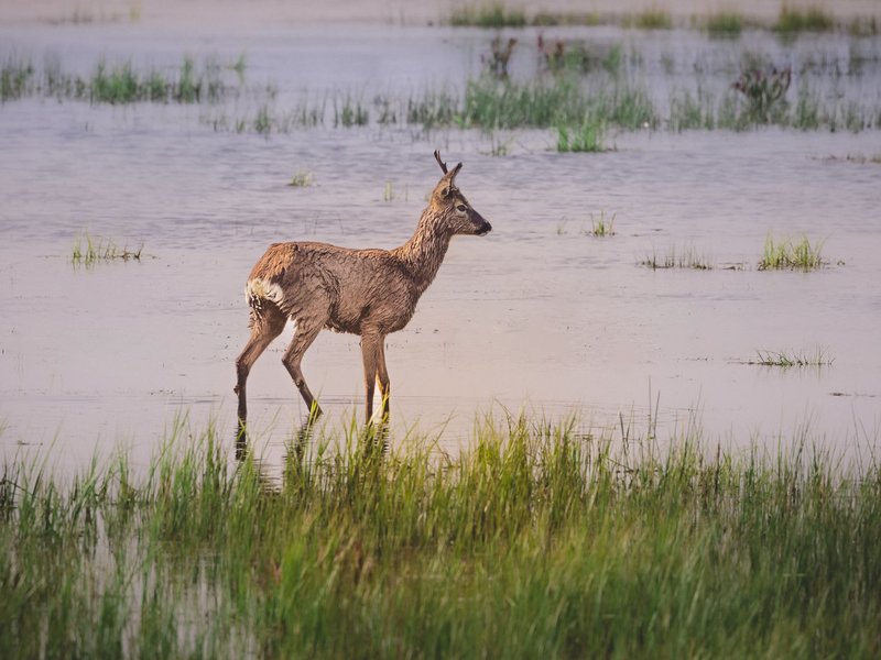 A wild deer stands in grassy marshlands, surrounded by water during the day.