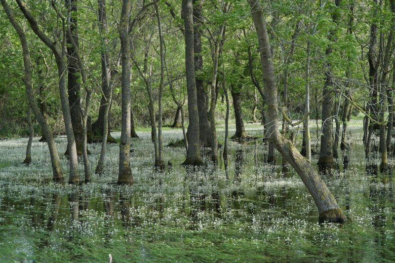 Peaceful swamp landscape with trees reflecting on the water surface, capturing spring's lush greenery.