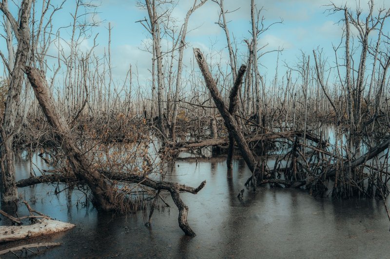 Tranquil swamp scene featuring leafless trees and reflections in water under a blue sky.