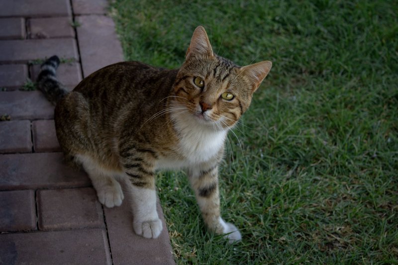 A curious tabby cat stands on pavement and grass, gazing intently at the camera.