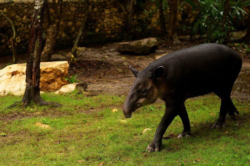 A Baird's Tapir walking gracefully in a dense forest, showcasing its natural habitat.