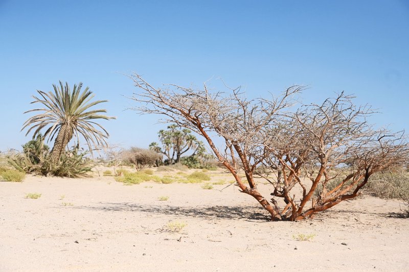 A vast desert landscape featuring acacia and palm trees under a clear blue sky.