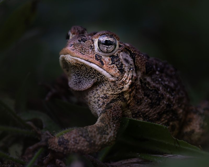 Detailed close-up of a brown American toad with textured skin and expressive eyes in a natural setting.
