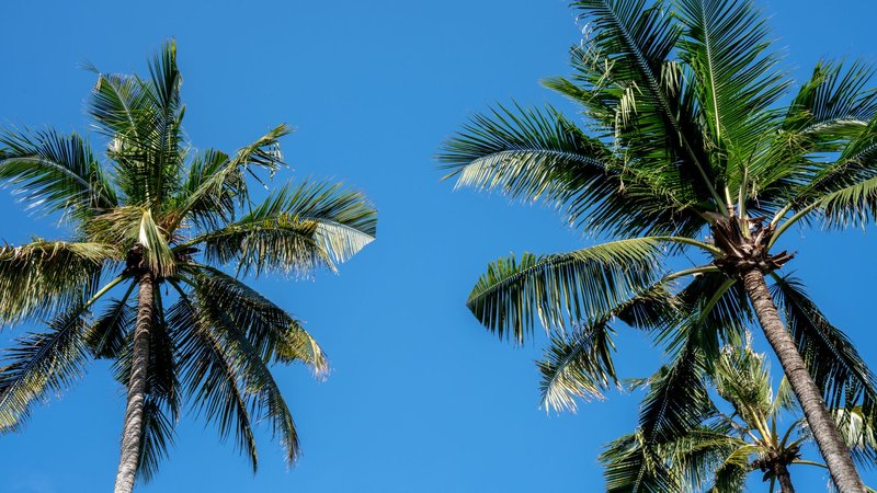 Lush palm trees with vibrant blue sky background, capturing tropical essence in Bali, Indonesia.