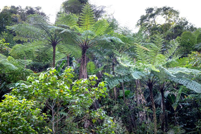 Picturesque view of exotic forest with tree ferns with lush green leaves growing in daylight