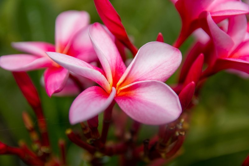 Close-up of vibrant pink frangipani flowers in full bloom, showcasing the vivid colors and delicate petals.