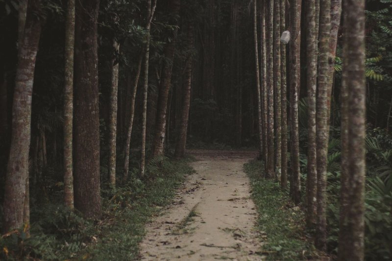 Serene forest trail lined with tall trees, showcasing natural beauty in Bangladesh.