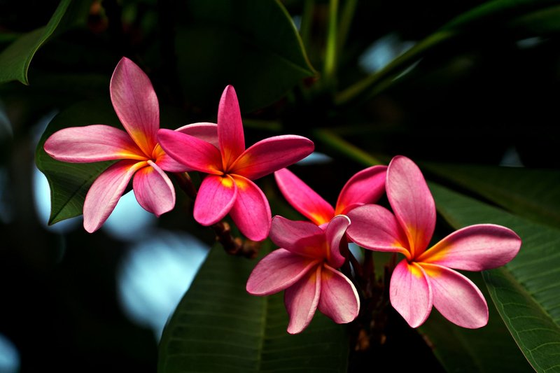 Close-up of vibrant pink Plumeria flowers on a lush green background.