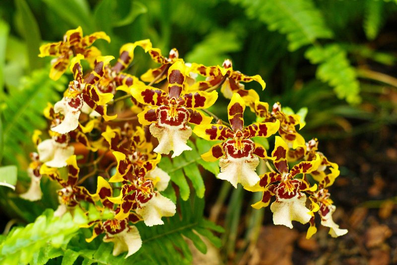 Close-up of striking yellow-red orchids in a lush green setting, showcasing vibrant floral beauty.