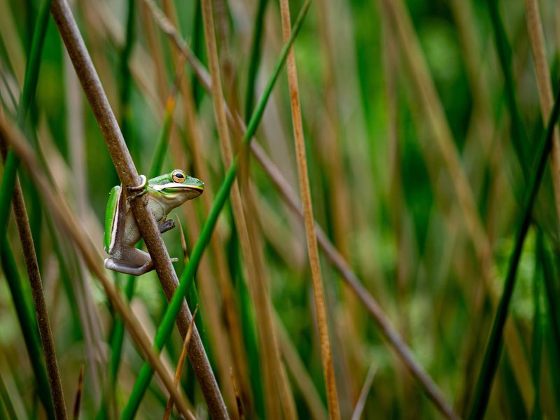 Vivid green tree frog perched on a reed, showcasing its natural habitat.