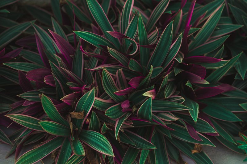 Close-up of vibrant green and purple foliage, showcasing textured leaves in an outdoor garden setting.
