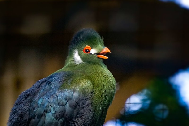 A strikingly vibrant green turaco bird with vivid orange eyes and black crested head perched outdoors.