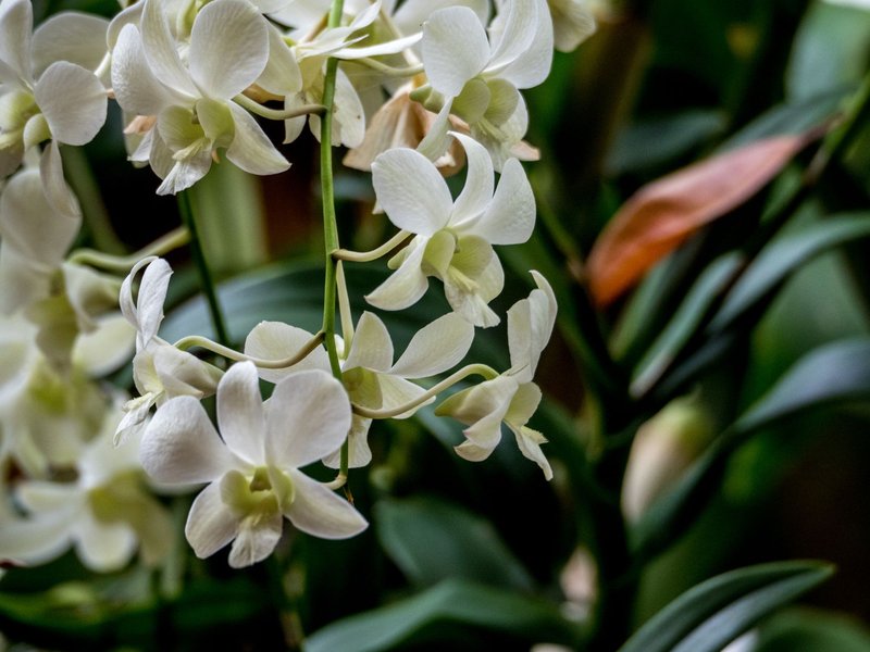 A close-up view of beautiful white dendrobium orchids surrounded by lush green leaves.