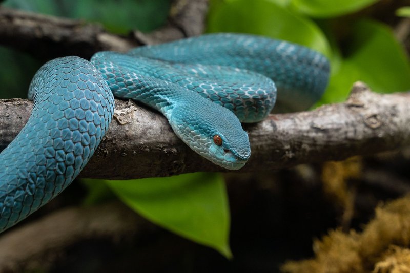 A vivid blue viper rests on a branch, showcasing its striking scales and bright eye.
