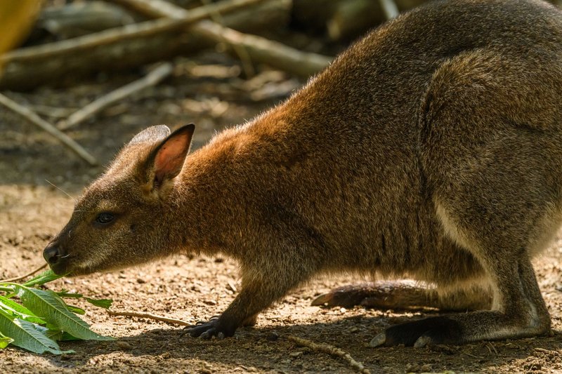 A detailed close-up of a wallaby foraging on leaves, showcasing its natural habitat and unique features.
