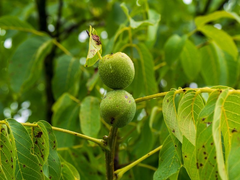 Detailed shot of green walnuts growing on a branch with lush leaves in bright daylight.