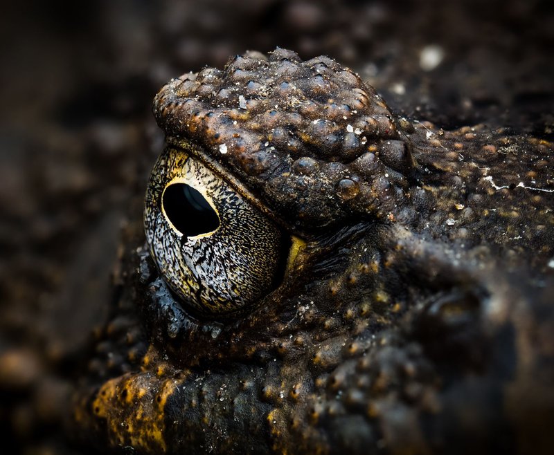 Macro shot capturing a toad's eye and textured skin, showcasing detailed wildlife photography