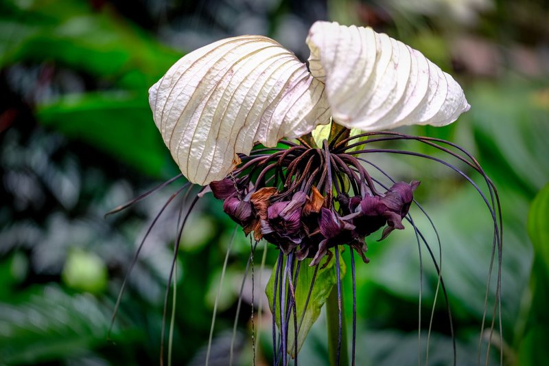 Close-up of a Tacca Chantrieri, or Bat Flower, in Atlanta's botanical garden.