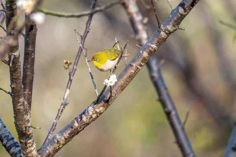 A Japanese white-eye bird perches on a blossoming branch, symbolizing spring.