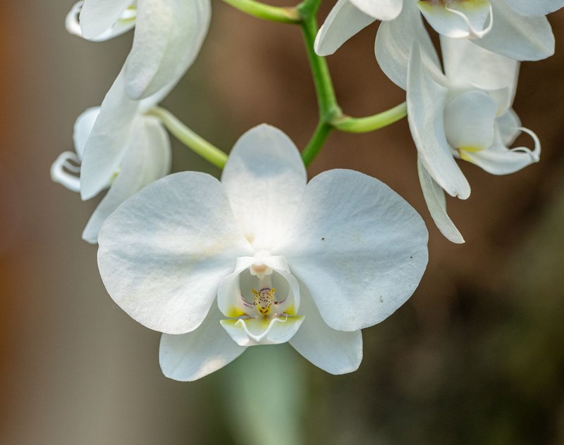 Elegant close-up of blooming white orchids showcasing natural beauty.